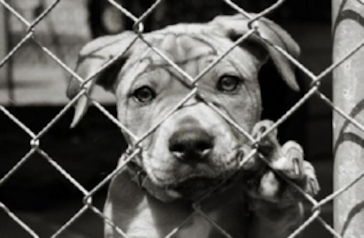 Crema News - Roma - Nuova legge a tutela degli animali