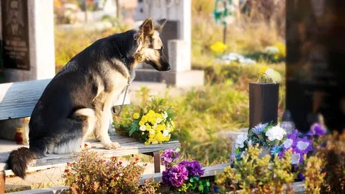 Crema News - Dal territorio - Animali e padroni insieme per sempre