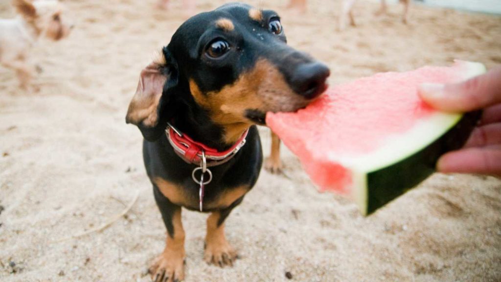 Crema News - Crema - Estate da cani