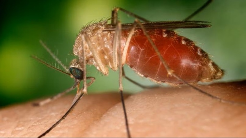 Crema News - Dovera - Dengue, zona disinfestata