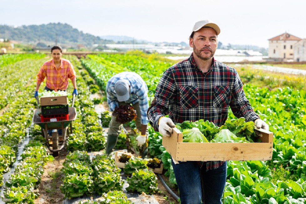 Crema News - Dal territorio - Soldi per i giovani agricoltori