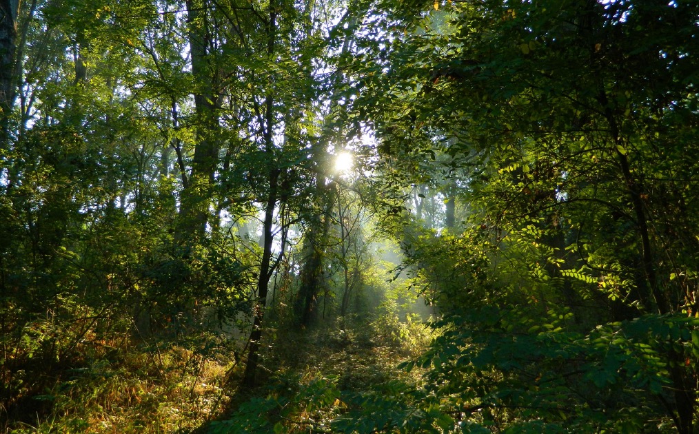 Crema News - Soncino - Ancora vandali al bosco