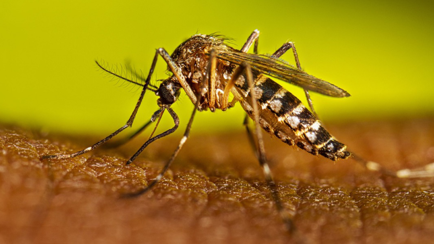 Crema News - Soncino - Sospetto caso di Dengue