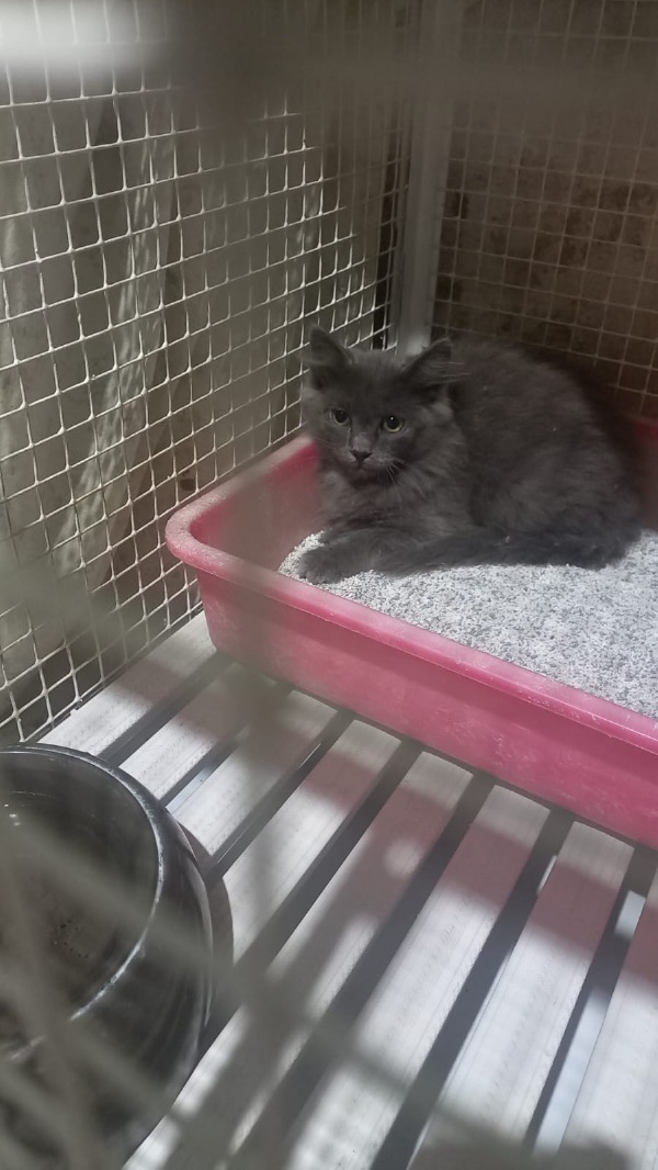 Crema News - Crema - Quanti problemi per salvare un gattino