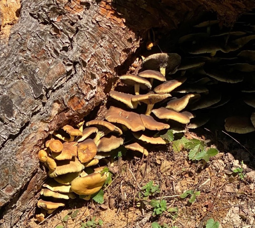 Crema News - Crema - Funghi, per piacere
