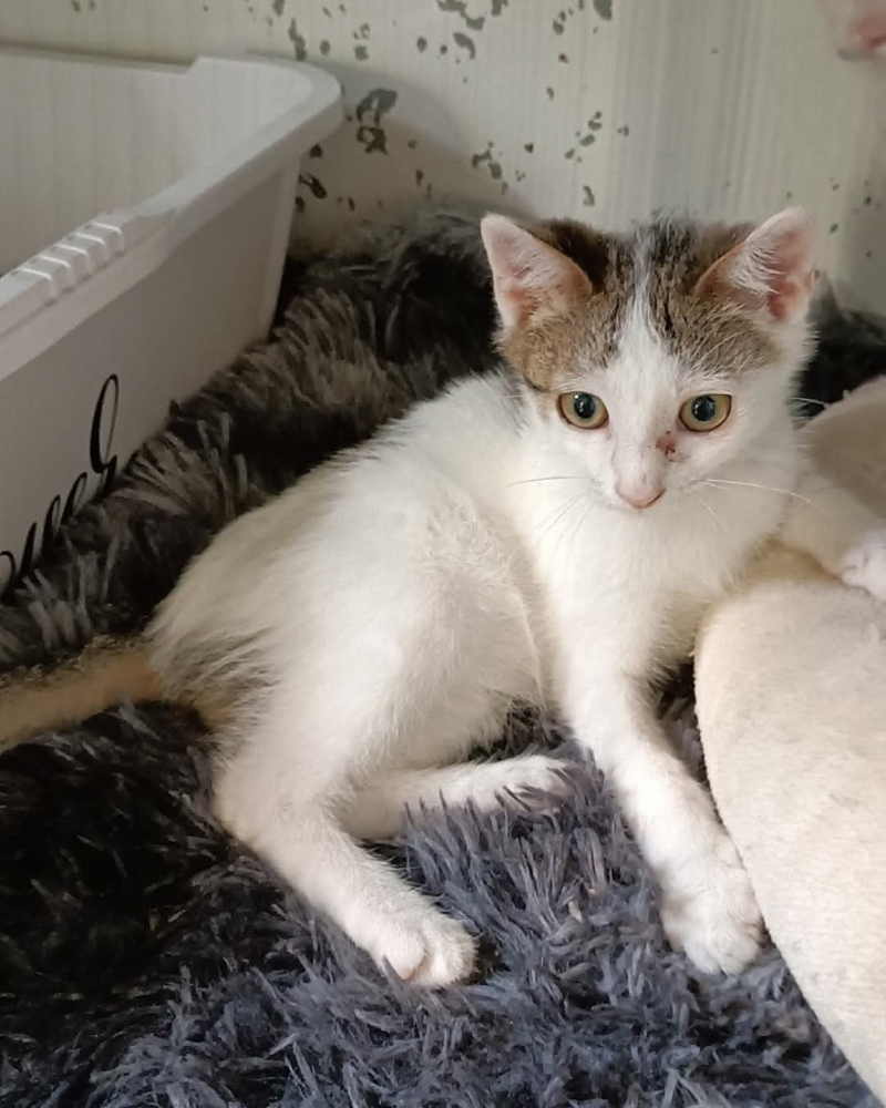 Crema News - Crema - Ti presento Phil
