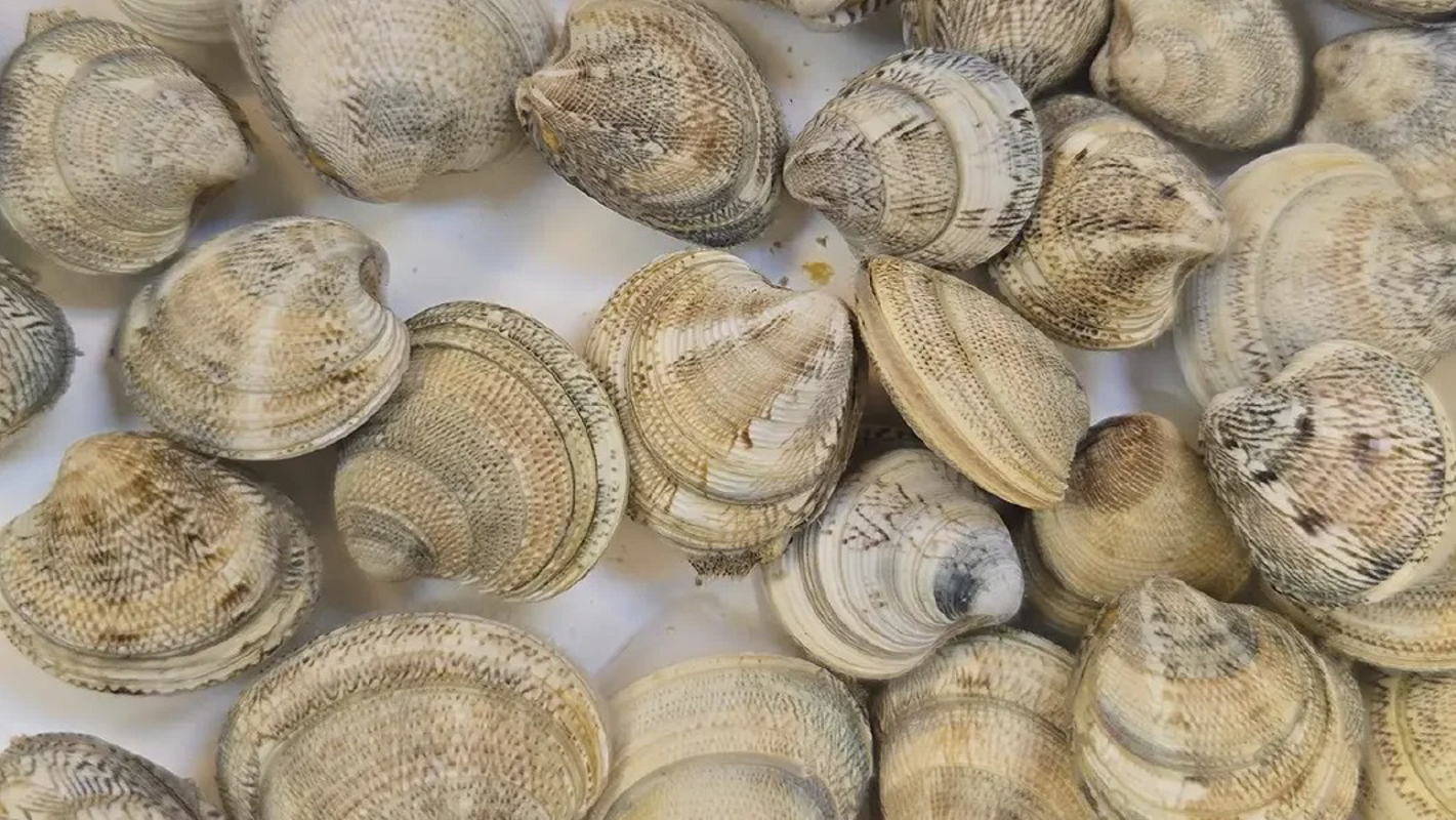 Crema News - Crema - Vongole ritirate da Conad