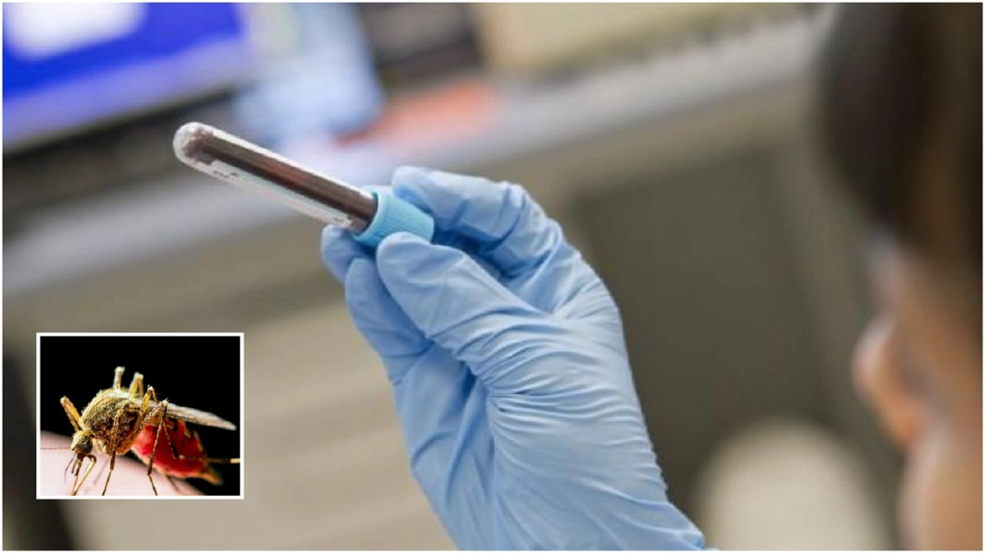 Crema News - Crema - Altro caso di West Nile