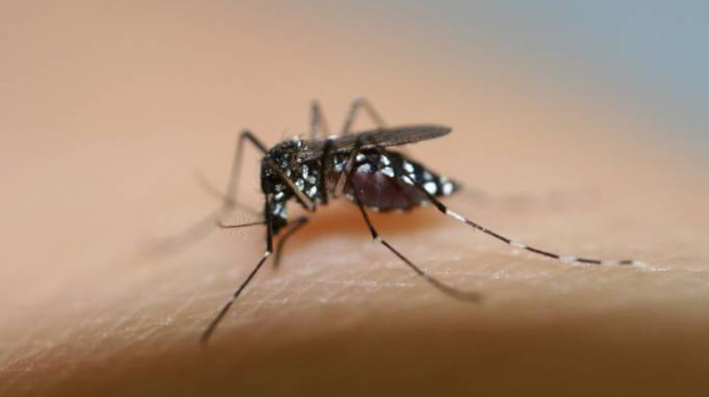 Crema News - Crema - West Nile, un caso