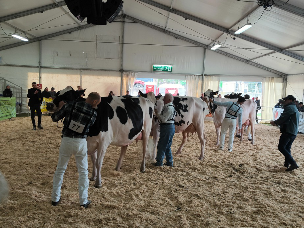 Rivolta - Arriva la fiera di Sant'Apollonia 