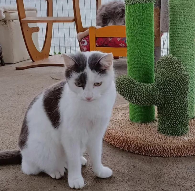 Crema - Tutta colpa dei botti