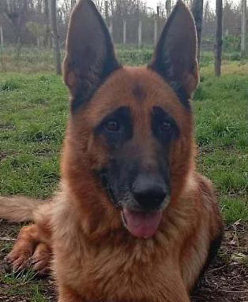 Madignano - Cane muore avvelenato