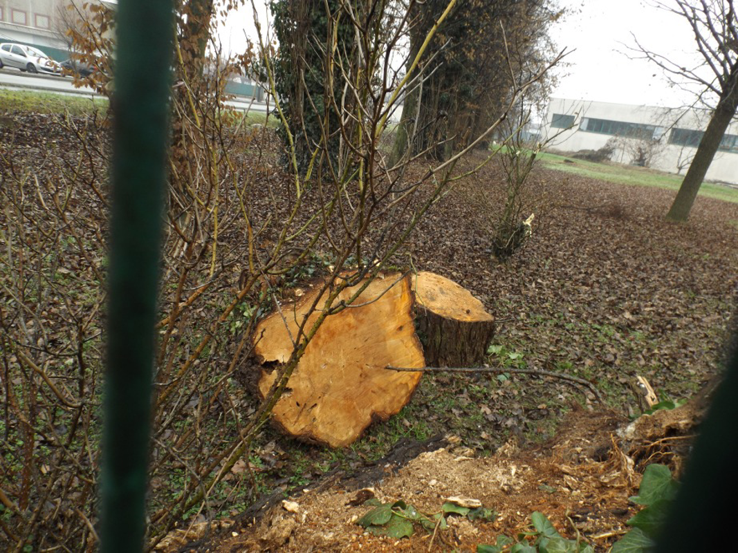 Agnadello - Alberi tagliati, la minoranza sbotta 