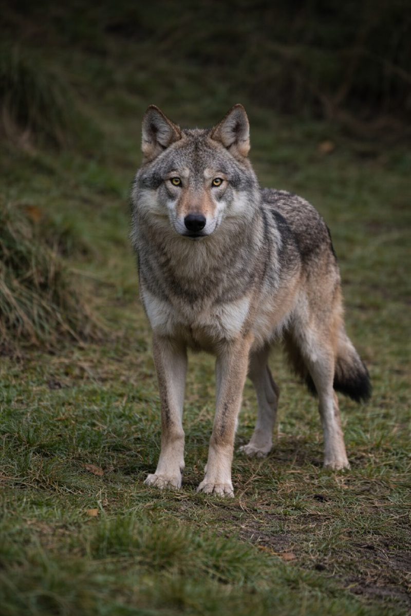Dal territorio - Lupi assaltano un vitello