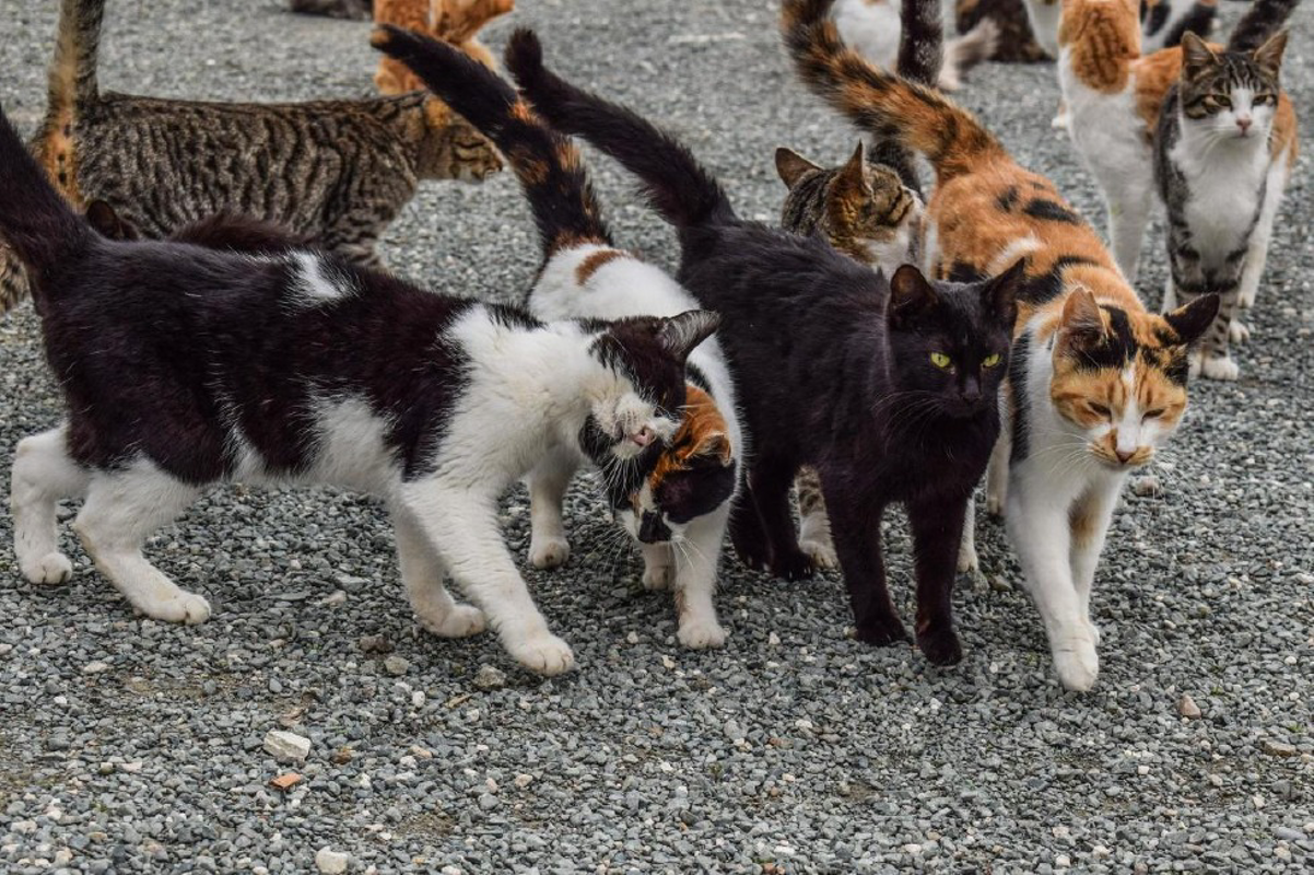 Soncino - Lasciate stare i gatti 