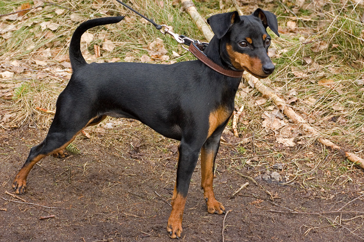 Dal territorio - Cagnolina uccisa a fucilate