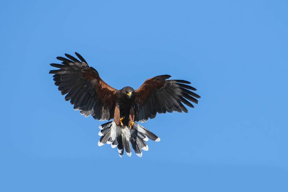 Montodine - Falchi contro i piccioni