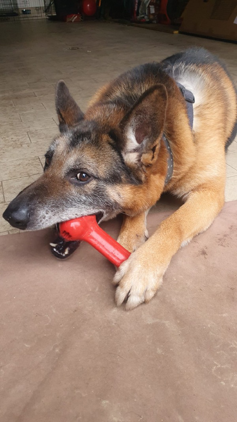 Vaiano - Lollo, adottato