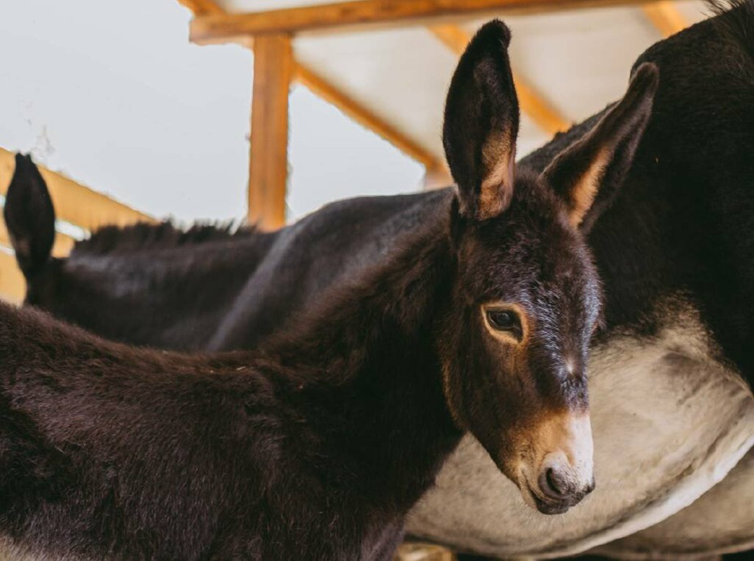 Cremosano - Asino fuggito e recuperato 
