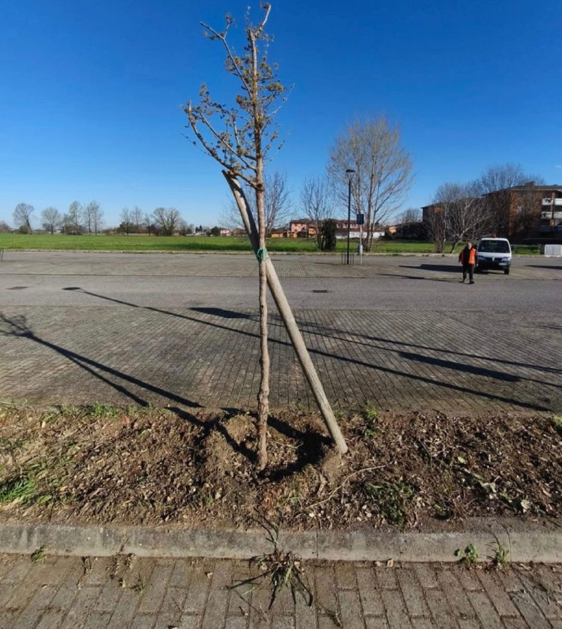 Ripalta Cremasca - Come ti salvo gli alberi