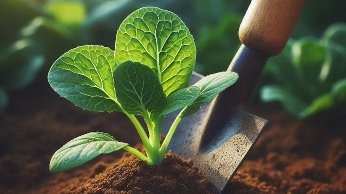 Spino - Si assegnano due orti sociali