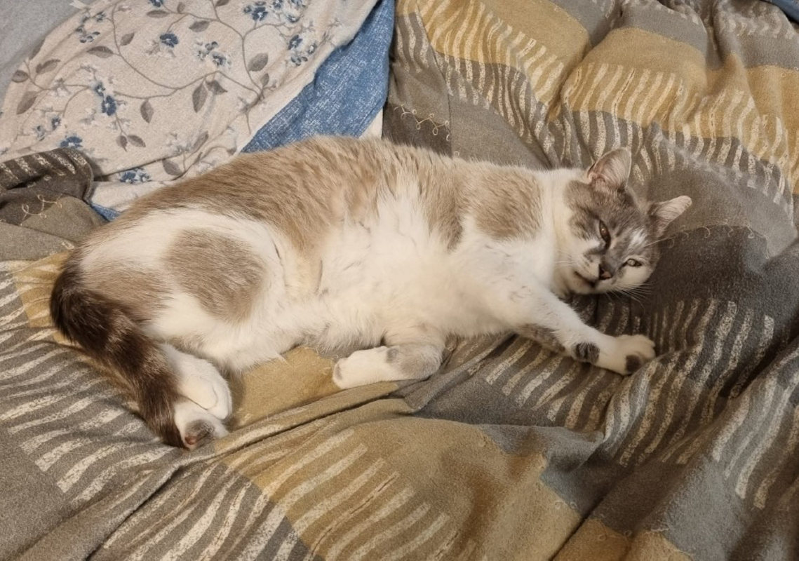 Crema - Gatto fuggito