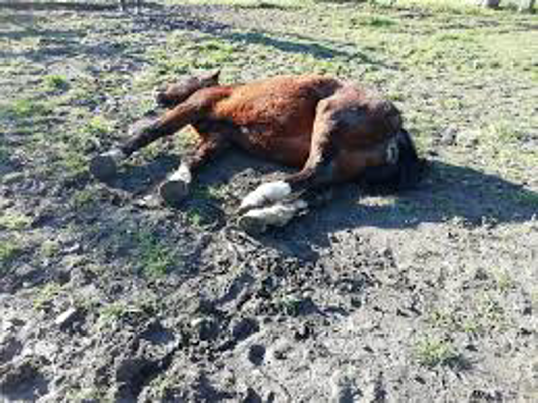 Rivolta d'Adda - Cavalli e mulo sulla SP90 