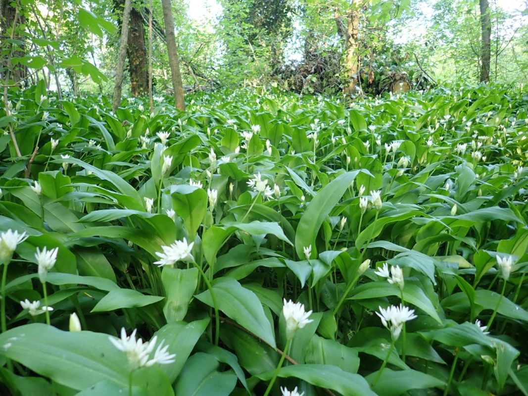 Castelleone - Apre il bosco didattico