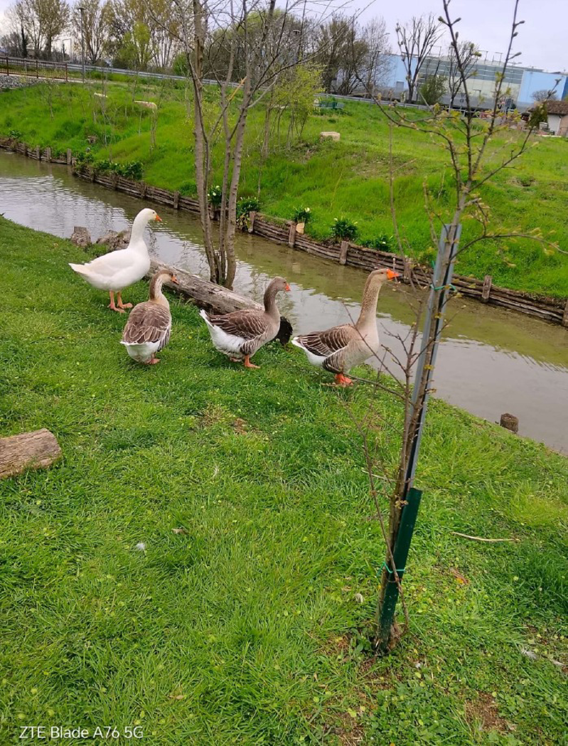 Dal territorio - Regalateci anatre