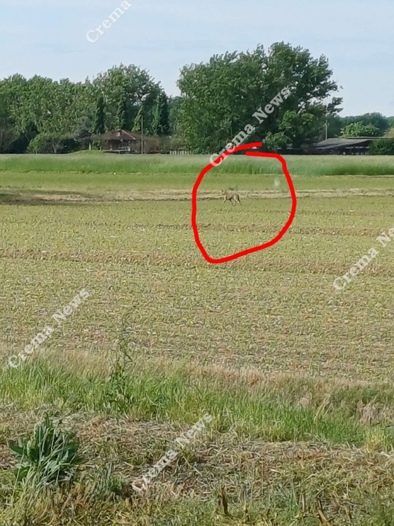 Vailate - avvistato un lupo