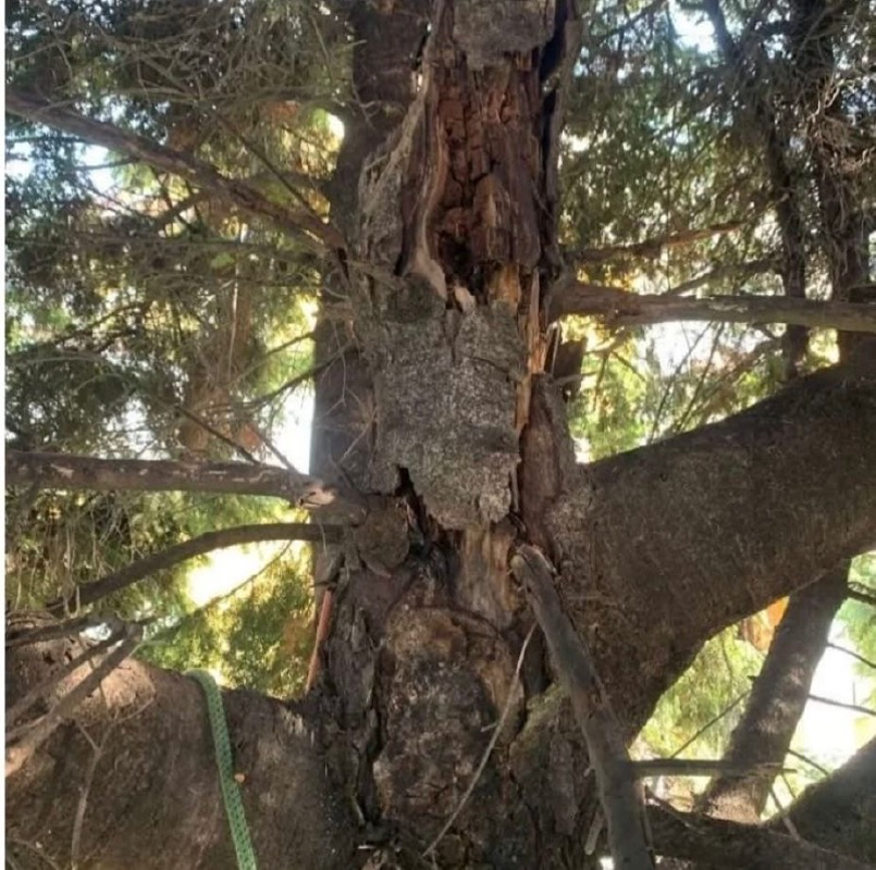 Bagnolo - Giù i tigli