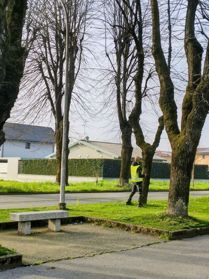 Vailate - Check-up sui tigli