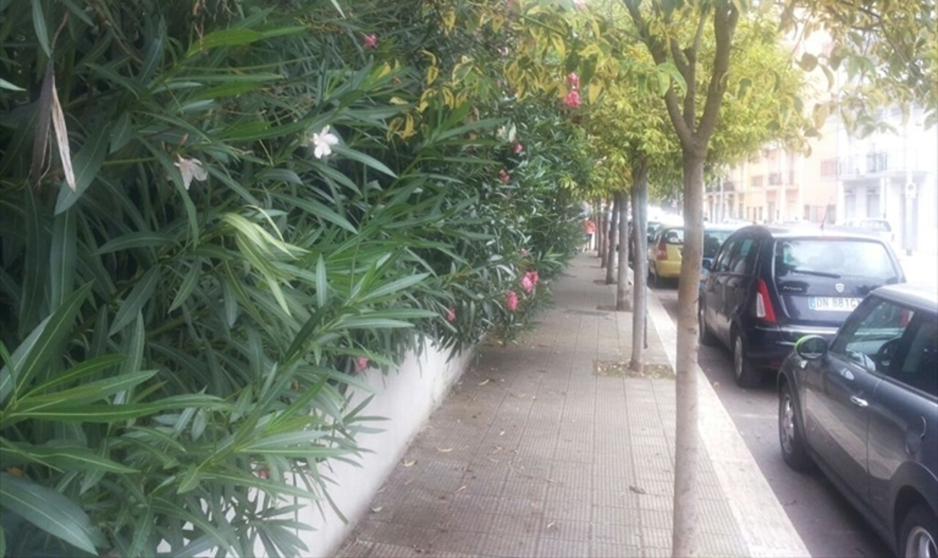 Madignano - Tagliate quei rami