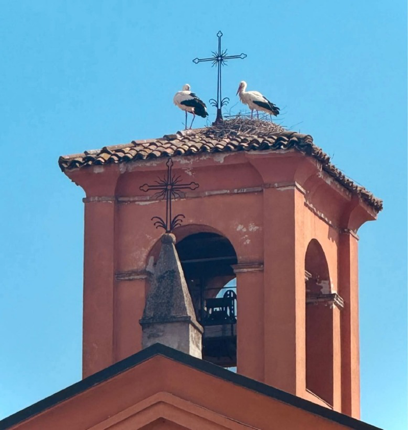 Pandino - Cicogne sul campanile