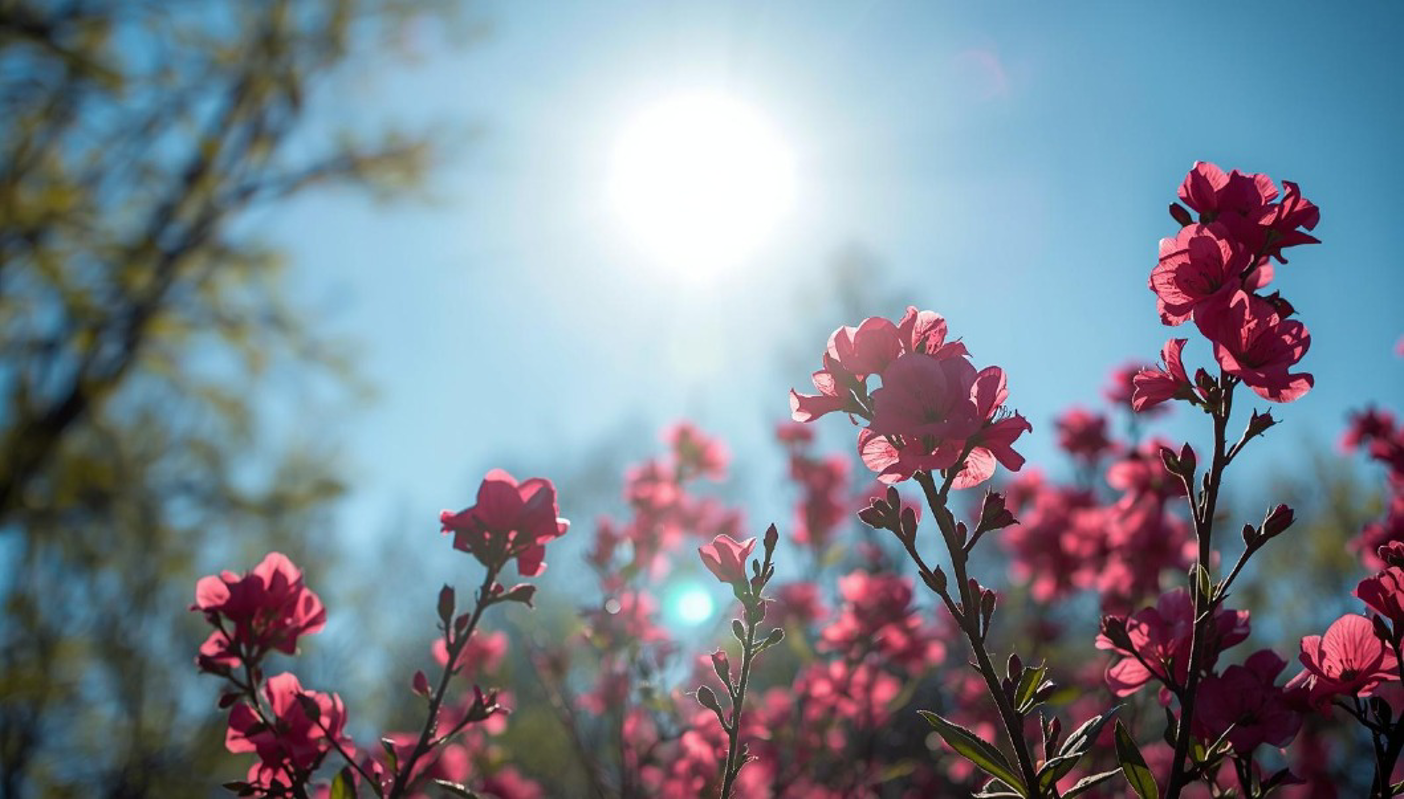 Splende il sole