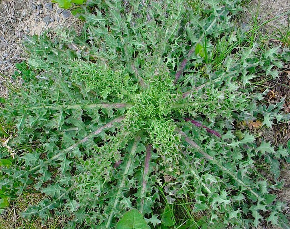 Crema - Escursione botanica