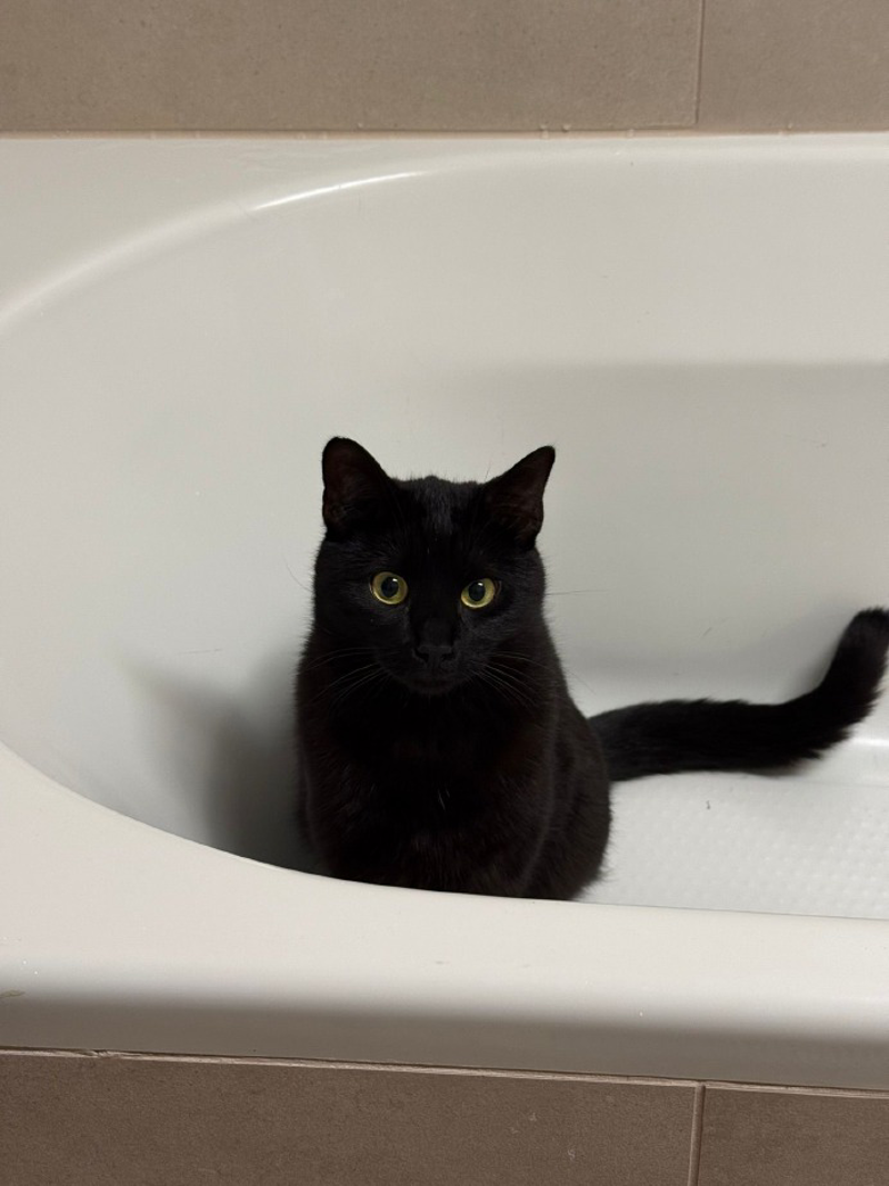 Dal territorio - Arzago, gatto impallinato