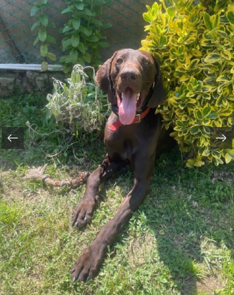 Bagnolo - Cani in passerella