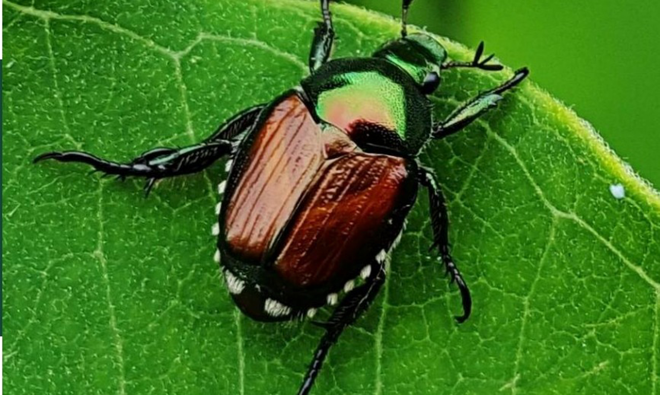 Bagnolo - Caccia grossa