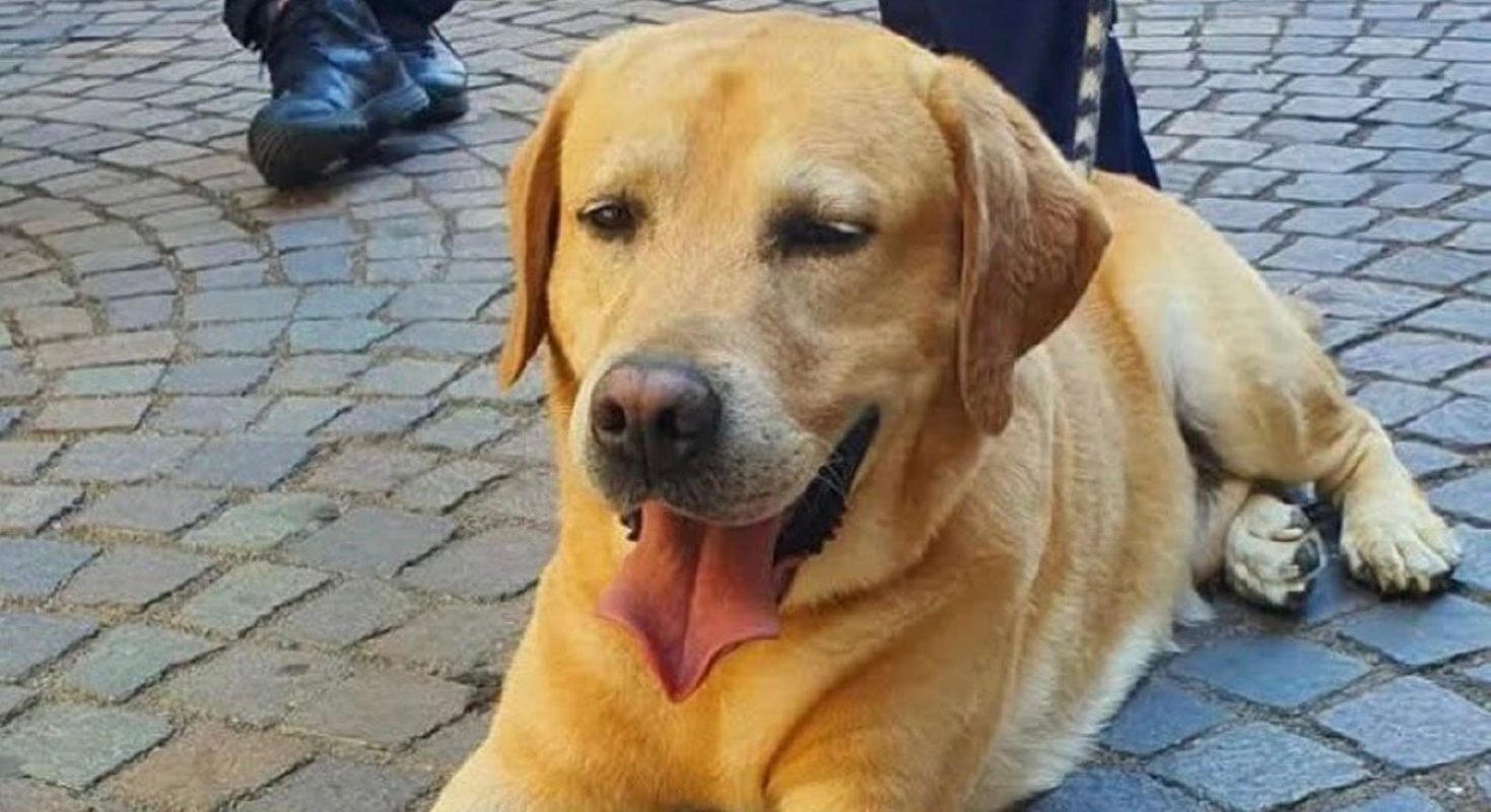 Dal territorio - Addio al cane poliziotto