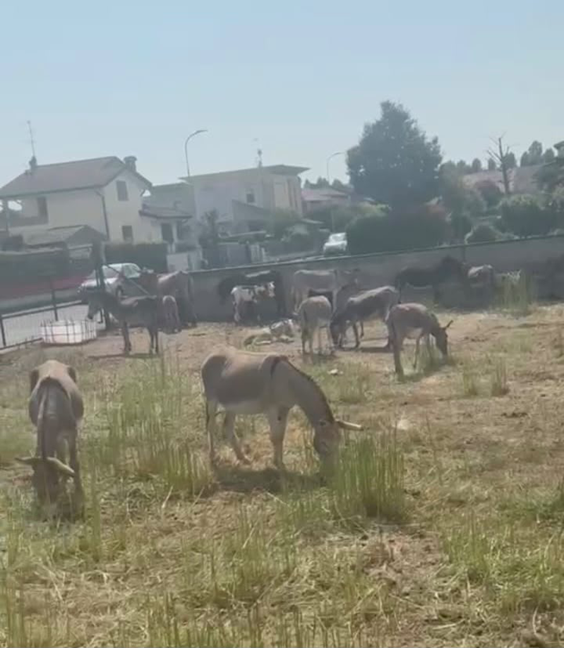 Castel Gabbiano - Animali abbandonati