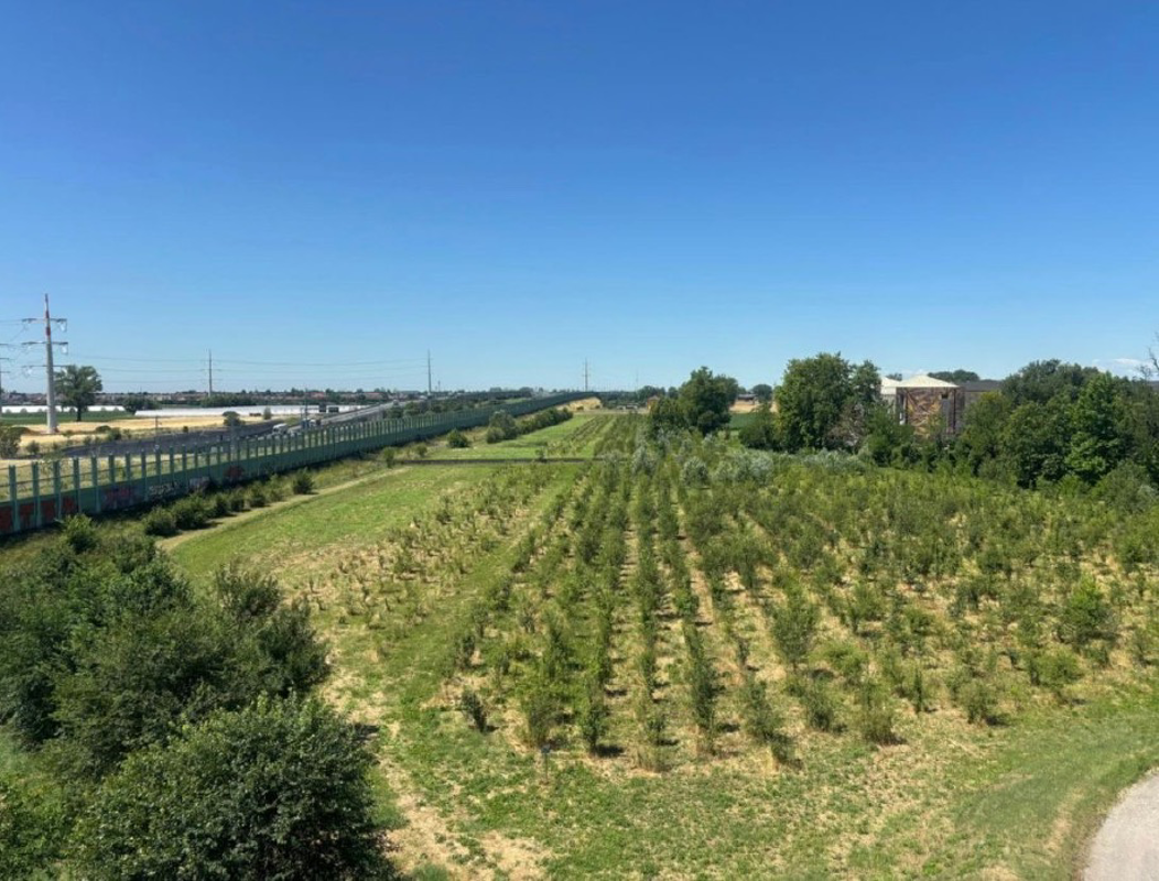 Dal territorio - Alberi, 3591 per il bosco urbano