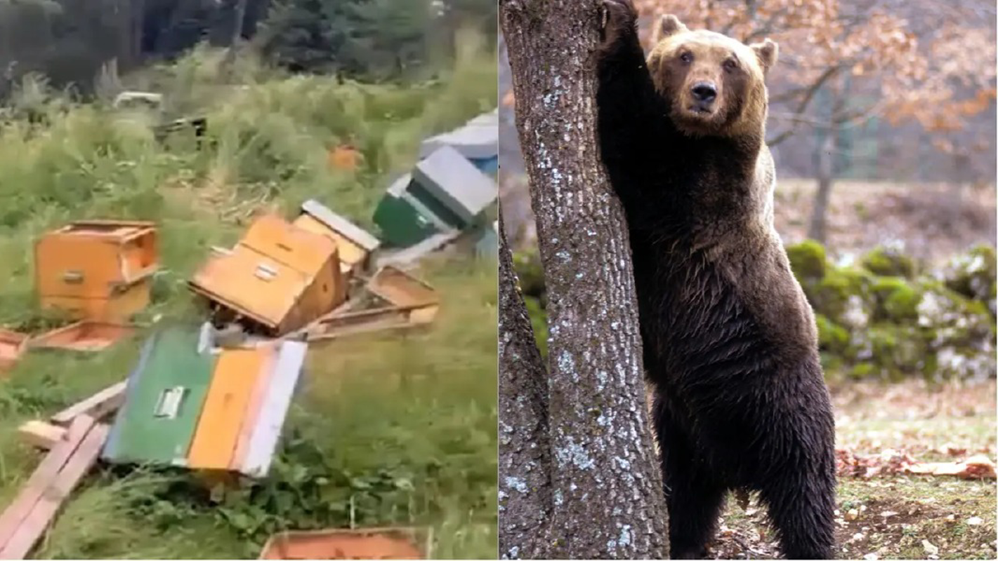 Romanengo - Orso distrugge le arnie