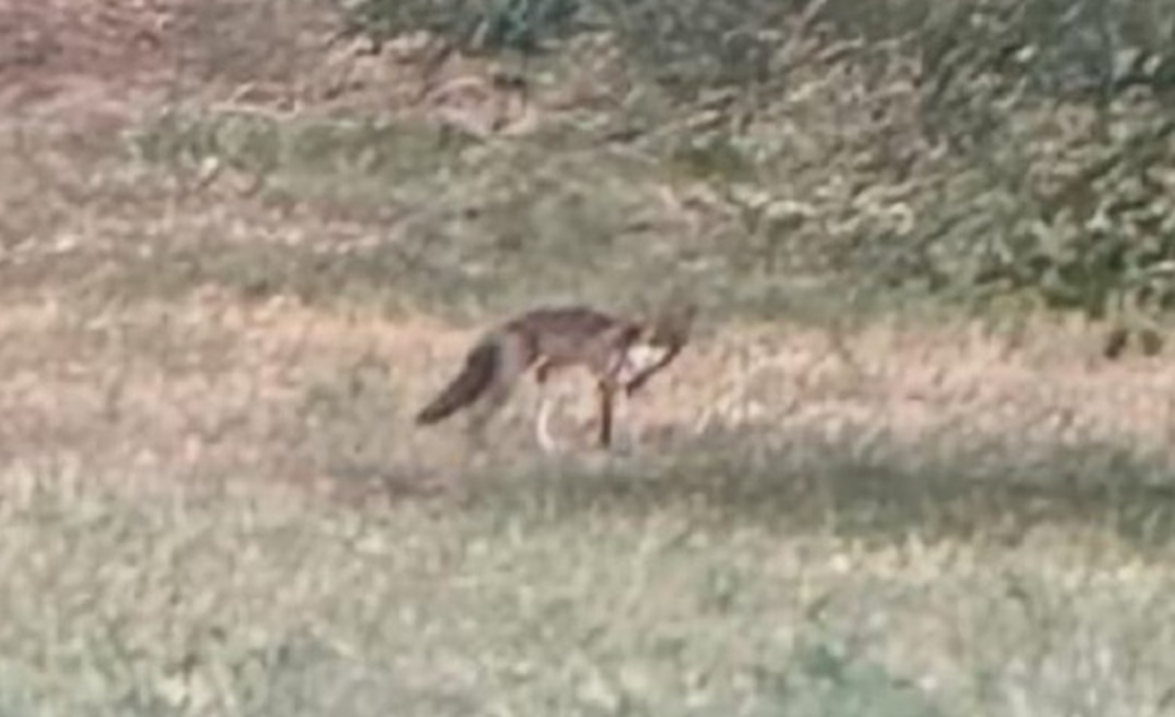 Crema - Volpe nel parco del Serio