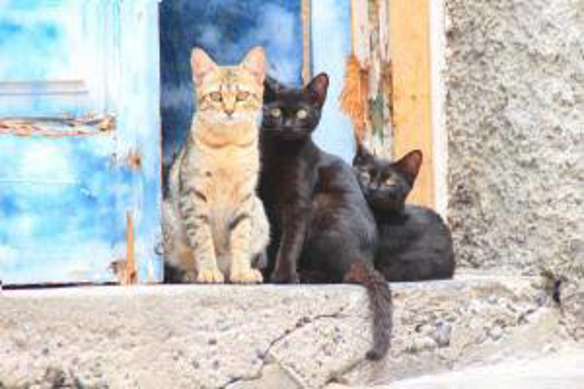 Soncino - Vandalismi alla colonia Felina