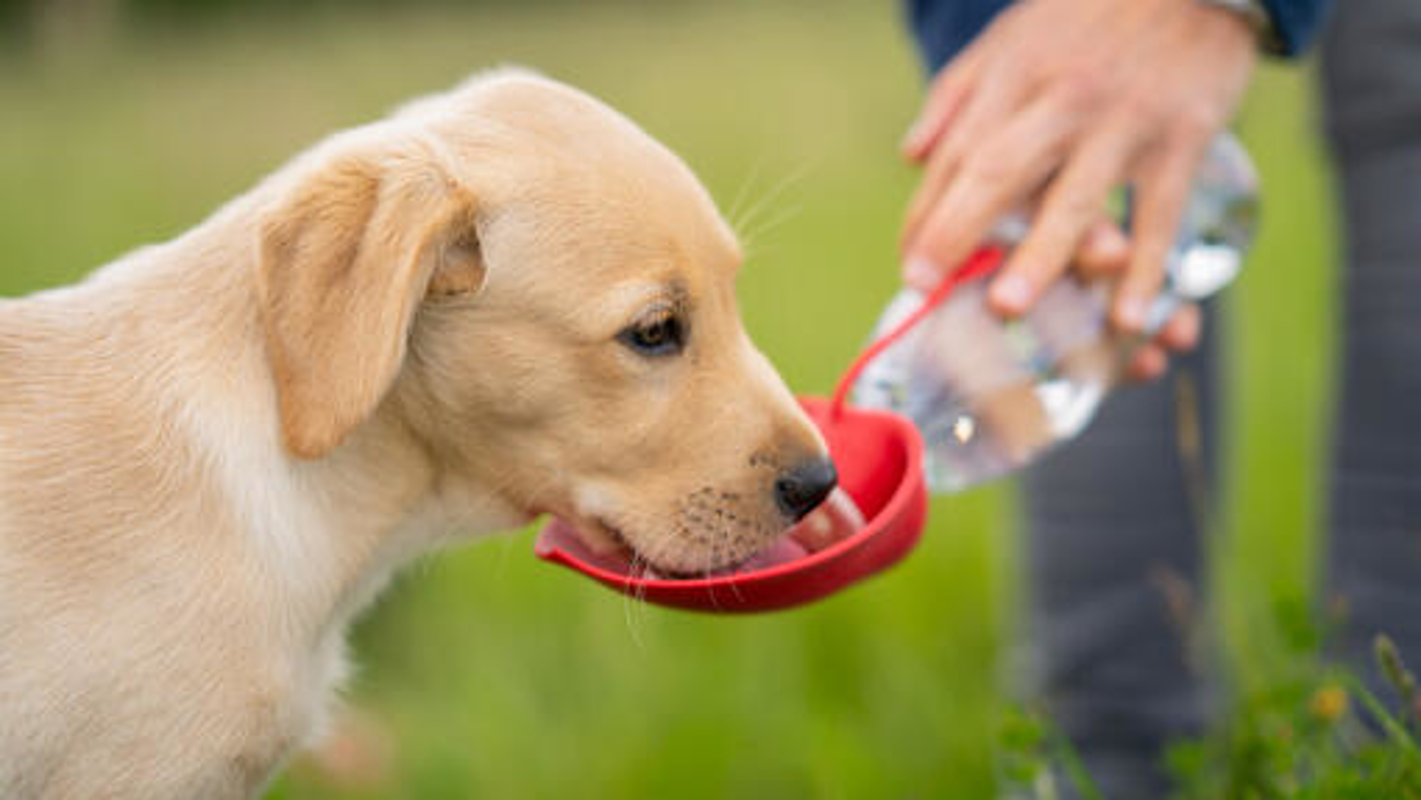 Pandino - Cani per strada, nuove regole