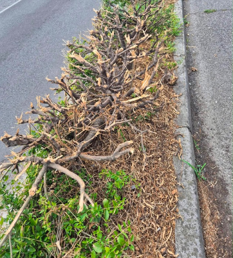 Bagnolo - Siepi devastate e cimitero trascurato