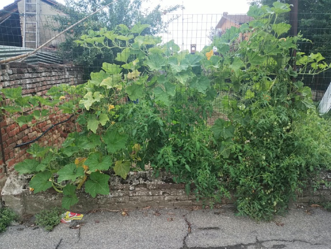 San Bassano - A ciascuno la sua verdura
