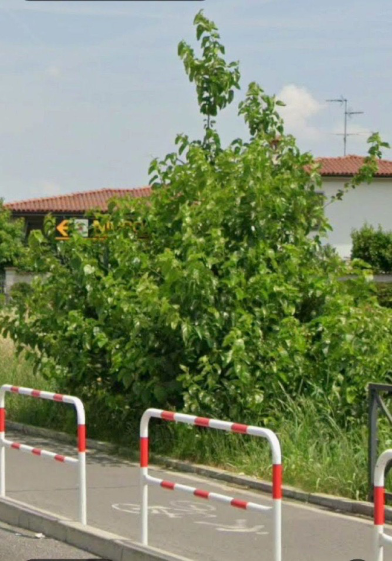 Vailate - Tagliato un gelso selvatico