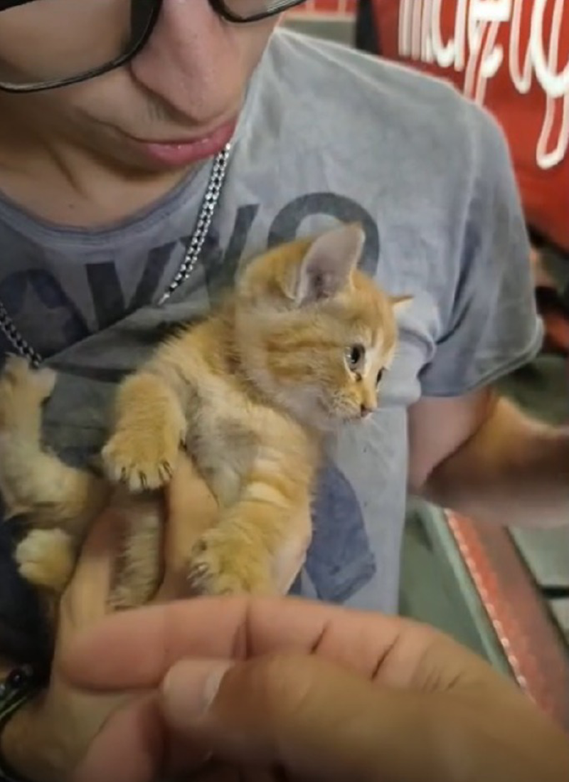 Crema - Gattina nel motore